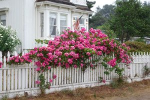 Place in the Country in NC