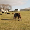 usda not for commercial farms